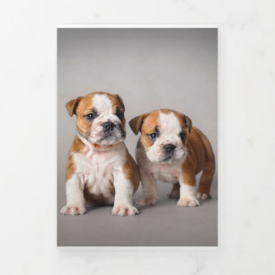 English Bulldog Puppies   Couple Niedlich Bulldog Dreifach Gefaltete Ankündigung