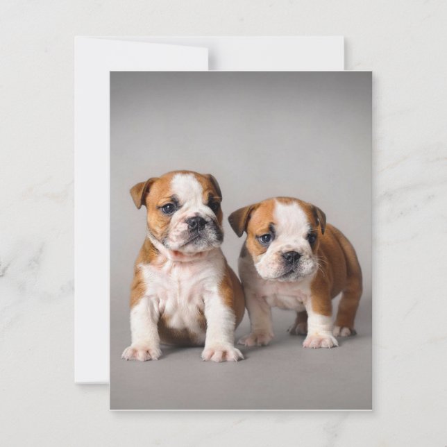English Bulldog Puppies | Couple Niedlich Bulldog Einladung (Vorderseite)
