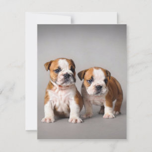 English Bulldog Puppies   Couple Niedlich Bulldog Einladung
