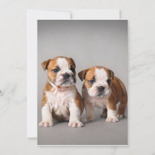 English Bulldog Puppies   Couple Niedlich Bulldog Feiertagskarte