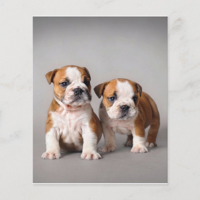 English Bulldog Puppies | Couple Niedlich Bulldog Flyer (Vorne)