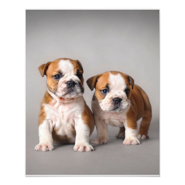 English Bulldog Puppies | Couple Niedlich Bulldog Fotodruck (Vorne)