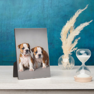 English Bulldog Puppies   Couple Niedlich Bulldog Fotoplatte