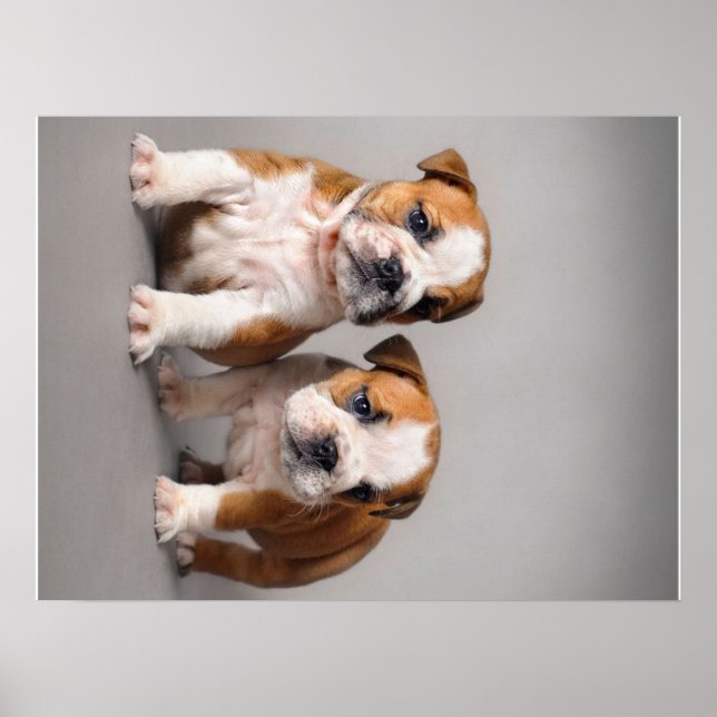 English Bulldog Puppies | Couple Niedlich Bulldog Poster (Vorne)