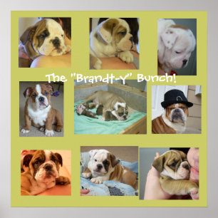 English Bulldog Puppies Poster