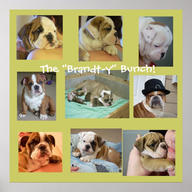 English Bulldog Puppies Poster (Vorne)