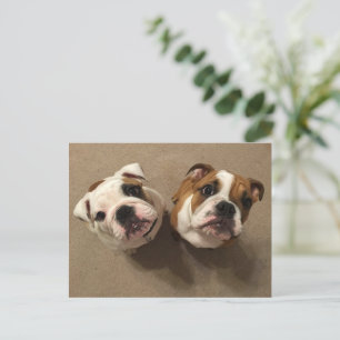 English bulldog puppies postkarte