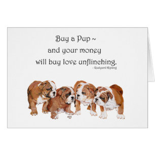 English Bulldog Puppy