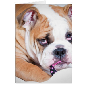 English bulldog puppy