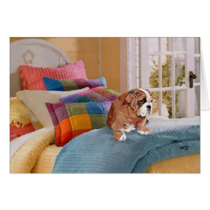 English Bulldog Puppy