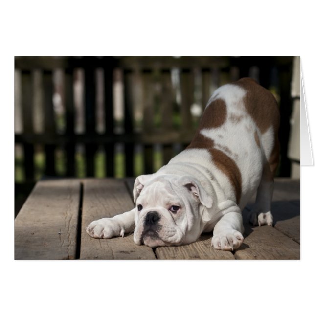 English Bulldog Puppy (Vorderseite (Horizontal))