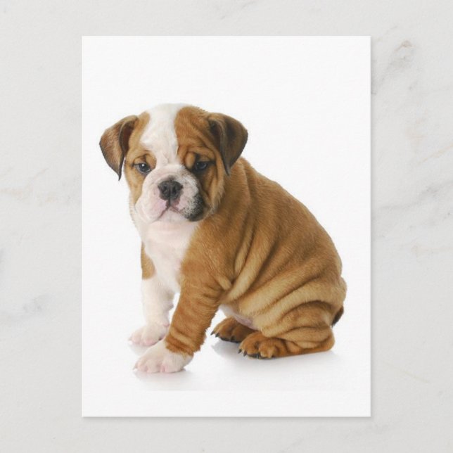 English Bulldog Puppy Dog Blank Gruß Postkarte (Vorderseite)