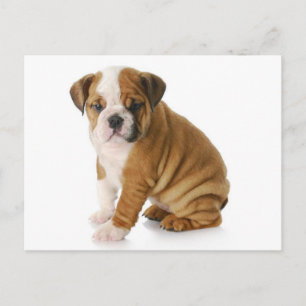 English Bulldog Puppy Dog Blank Gruß Postkarte