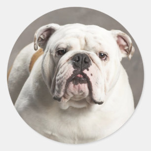 English Bulldog Puppy Dog Liebe Sticker / Siegel
