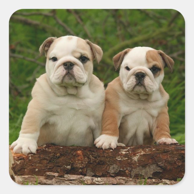 English Bulldog Puppy Dog Liebe Sticker / Siegel (Vorderseite)