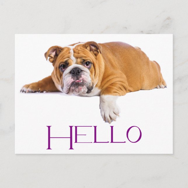 English Bulldog Puppy Dog - Lila Hallo Postkarte (Vorderseite)