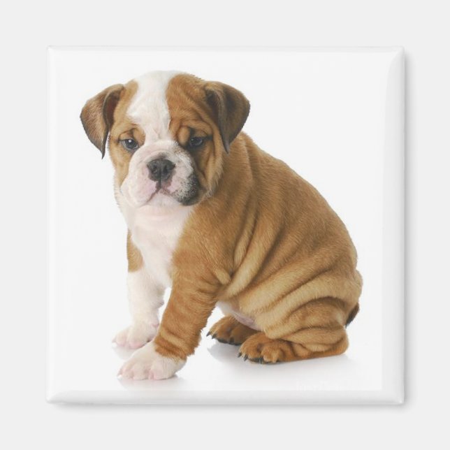 English Bulldog Puppy Dog Magnet (Vorne)