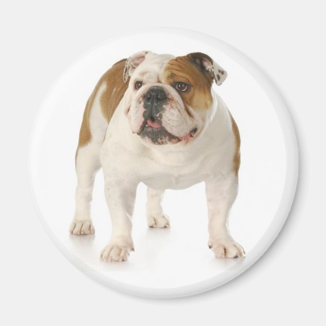 English Bulldog Puppy Dog Magnet (Vorne)
