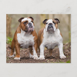 English Bulldog Puppy Dose Blank Postcard Postkarte