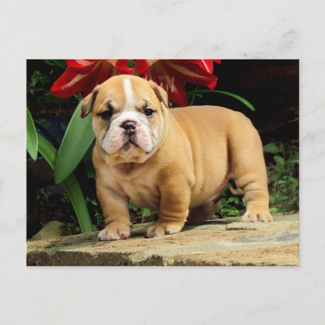English Bulldog Puppy Dose Blank Postcard Postkarte (Vorderseite)