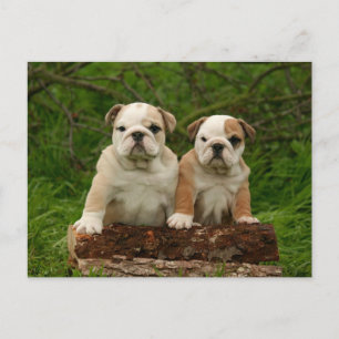 English Bulldog Puppy Dose Blank Postcard Postkarte