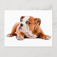English Bulldog Puppy Dose Blank Postcard