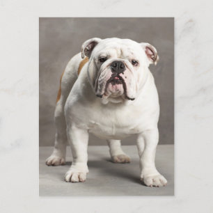 English Bulldog Puppy Dose Blank Postcard Postkarte