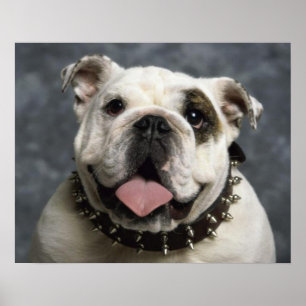 English Bulldog Puppy Doster Portrait Poster