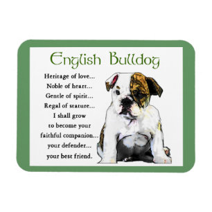 English Bulldog Puppy Heritage of Liebe Magnet
