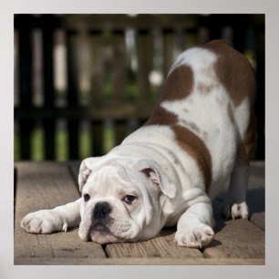 English Bulldog Puppy Poster