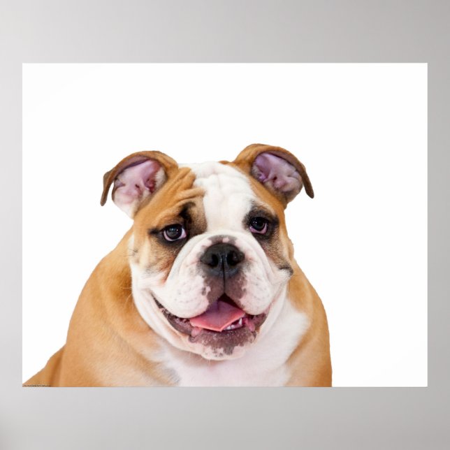 English Bulldog Puppy Poster (Vorne)