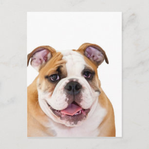 English bulldog puppy postkarte