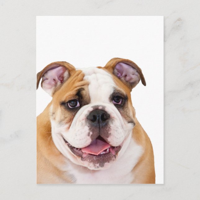 English bulldog puppy postkarte (Vorderseite)
