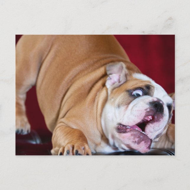English Bulldog Puppy Postkarte (Vorderseite)