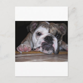 English Bulldog Puppy Postkarte