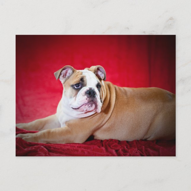 English Bulldog Puppy Postkarte (Vorderseite)