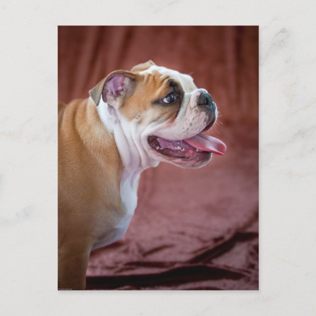 English Bulldog Puppy Postkarte (Vorderseite)