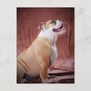 English Bulldog Puppy Postkarte