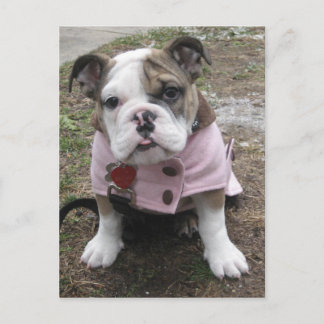 English Bulldog Puppy Postkarte