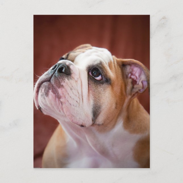 English Bulldog Puppy Postkarte (Vorderseite)
