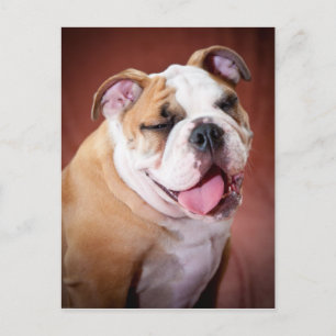 English Bulldog Puppy Postkarte