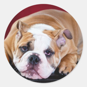 English bulldog puppy runder aufkleber