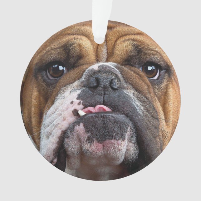 English Bulldog Throw Kissen Ornament (Vorderseite)