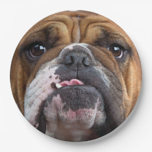 English Bulldog Throw Kissen Pappteller