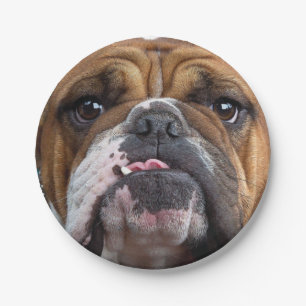 English Bulldog Throw Kissen Pappteller