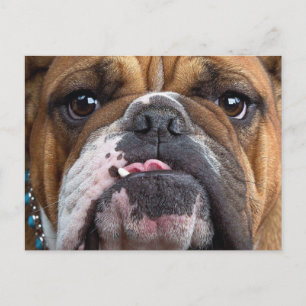 English Bulldog Throw Kissen Postkarte