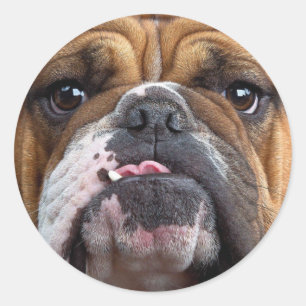 English Bulldog Throw Kissen Runder Aufkleber