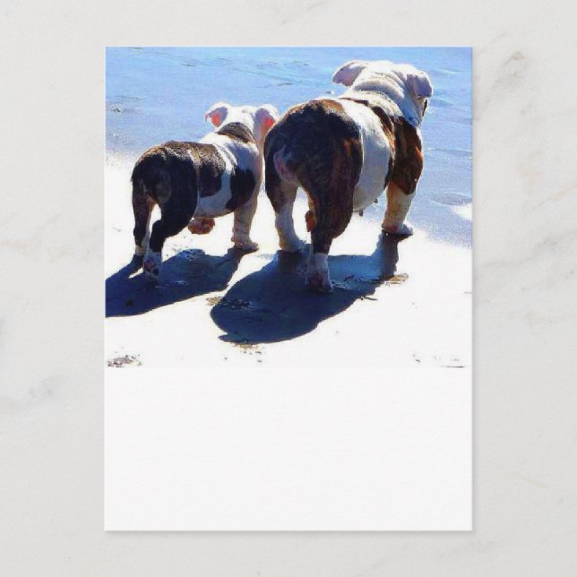 English Bulldog und Puppy Postkarte (Vorderseite)