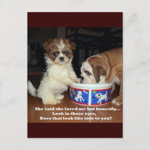 English Bulldog und Shih Tzu Puppy Postkarte