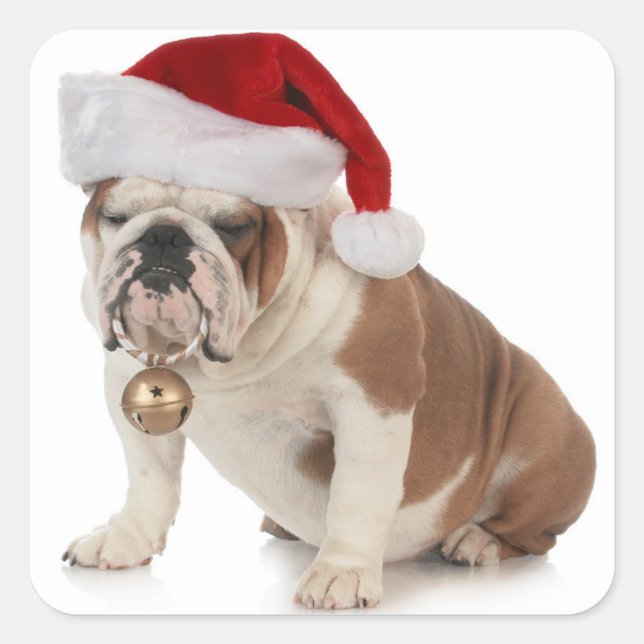 English Bulldog Wear Weihnachtsmannmütze Quadratischer Aufkleber (Vorderseite)